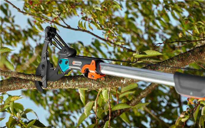 Zasaditve, obrezovanje